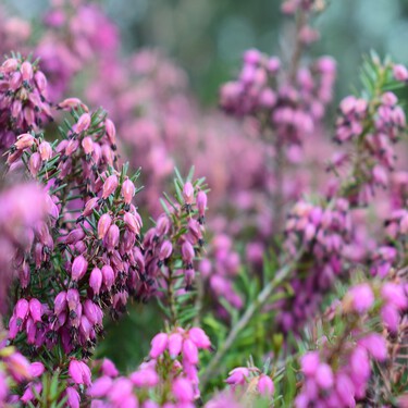 Brezo, cómo cuidar la planta perenne más bonita y estilosa para dar color al otoño 
