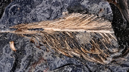 Cropolito