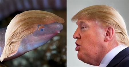 Este anfibibio ha sido bautizado como Donald Trump por razones obvias