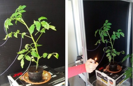 PLEASED, cuando las plantas se convierten en cíborgs