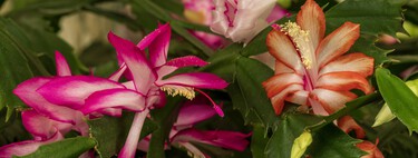 Acaba de llegar a Lidl la mejor alternativa a la flor de Pascua por menos de 5 euros