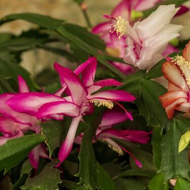Acaba de llegar a Lidl la mejor alternativa a la flor de Pascua por menos de 5 euros