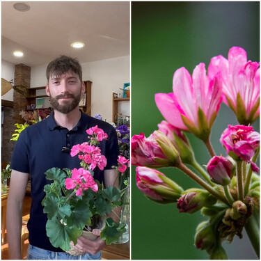 Adrián de la Torre, experto en jardinería: "Para que se mantenga el geranio lo ideal es no esperar demasiado sobre todo en la temporada primavera verano a que se seque el sustrato"