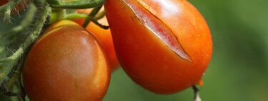 Con este truco conseguirás que los tomates plantados no se te agrieten