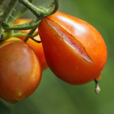 Con este truco conseguirás que los tomates plantados no se te agrieten