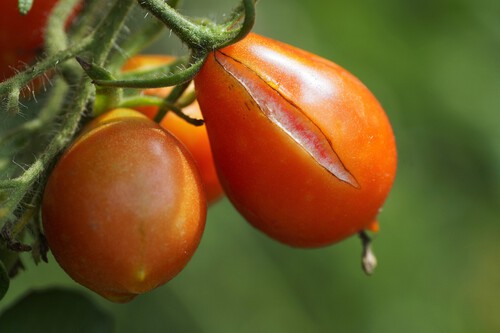 Tomato 7415171 1920
