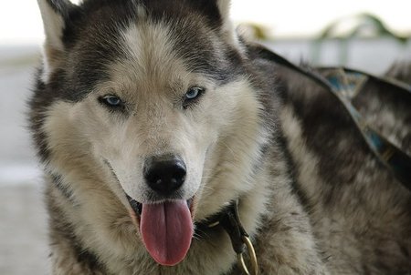 ¿Se congelan los perros en la nieve?
