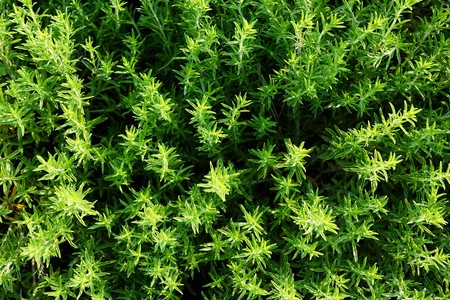 5 beneficios terapéuticos del tomillo, conoce sus propiedades antibacterianas