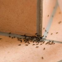 Cómo evitar que las hormigas invadan tu hogar esta temporada de lluvias de forma económica y sencilla