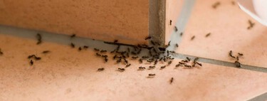 Qué hacer si se metieron hormigas a tu casa con las lluvias. Cuatro formas de deshacerte de ellas