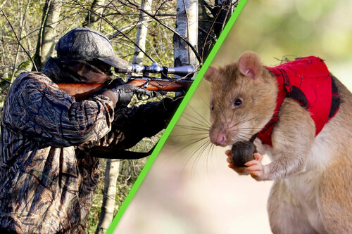 Ratas Gigantes Furtivos