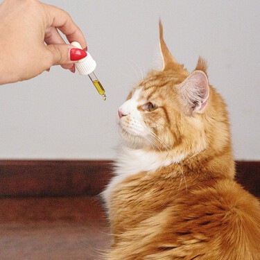 Nunca le des paracetamol a tu gato bajo ninguna circunstancia 