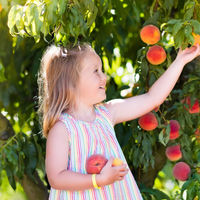 Alergia a las frutas rosáceas, una de las causas más frecuentes de anafilaxia: síntomas y tratamiento