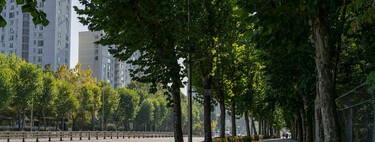 Los expertos apuntan que nos faltan árboles: "Con olas de calor cada vez más frecuentes, podría darse más importancia al arbolado urbano" 