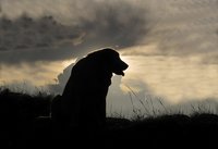 Como perder un cliente fiel