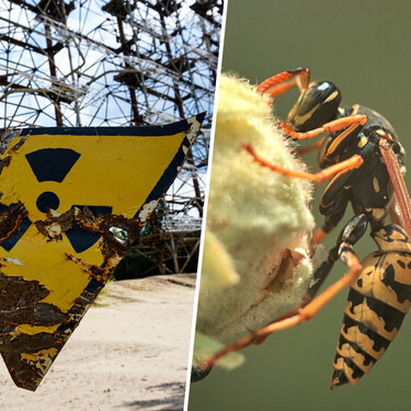 Si España cree que las velutinas son un problema es porque no sabe qué ha encontrado EEUU: avispas radiactivas 