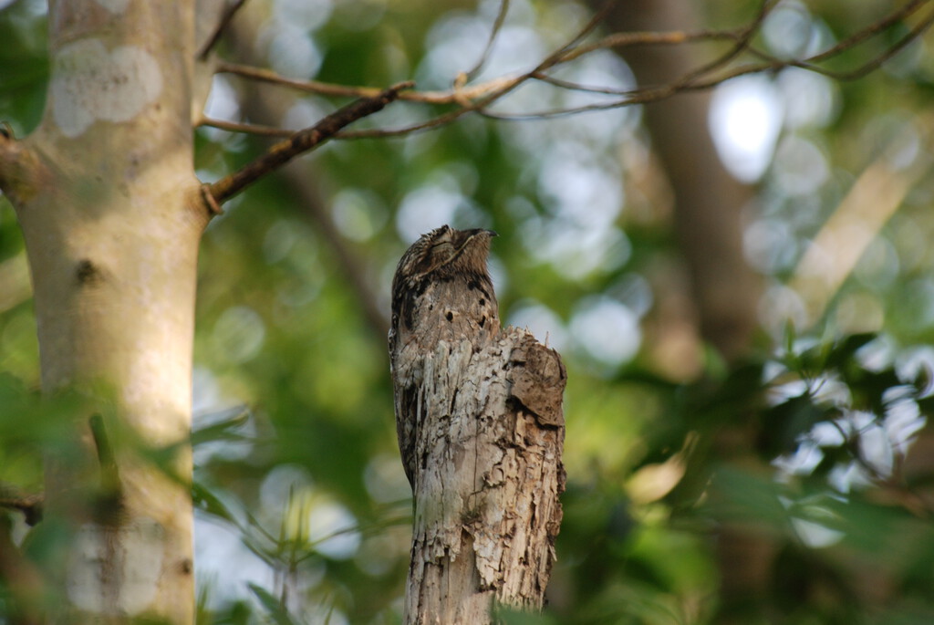 En Sudamérica hay un pájaro que se camufla como un trozo de madera. Y un joven uruguayo se ha empeñado en encontrarlo
