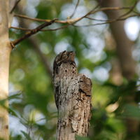 El urutaú es uno de los pájaros más difíciles de avistar del mundo. Y un joven de Uruguay se ha empeñado en hacerlo