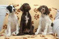 ¿Cómo adoptar un animal sin hogar?