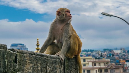 La humanidad podría haber eliminado ya el 60% de las poblaciones de animales desde 1970