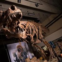 Un día encontraron vasos sanguíneos preservados en la costilla de un gigantesco T. rex. Fue clave para saber cómo se curaban los dinosaurios 