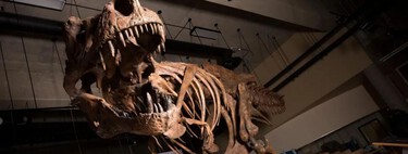 Un día encontraron vasos sanguíneos preservados en la costilla de un gigantesco T. rex. Fue clave para saber cómo se curaban los dinosaurios 