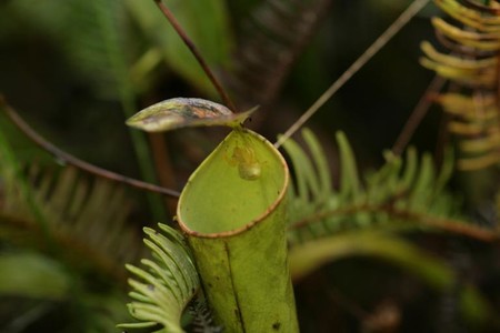 Estas arañas ceden sus sobras de comida para alimentar a estas plantas carnívoras