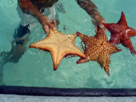 Estrellas de mar