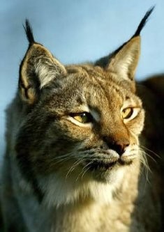Los linces de Doñana están enfermos