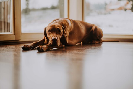 Perro junto a su hueso de roer