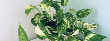 Cómo y cada cuánto tiempo hay que podar el potus para evitar que se llene de hojas secas o amarillas 