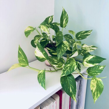 Cómo y cada cuánto tiempo hay que podar el potus para evitar que se llene de hojas secas o amarillas 