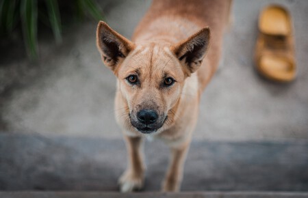 Un perro