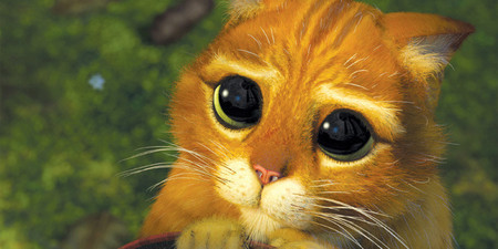 Gato Equipamiento