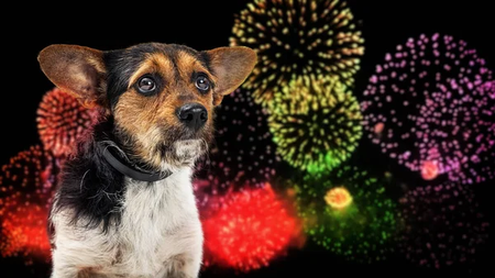 perro-fuegos-artificiales
