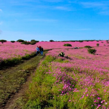 Mesa Ahumada: un paisaje lleno de mirasoles en el Estado de México que debemos respetar para seguir admirando su belleza