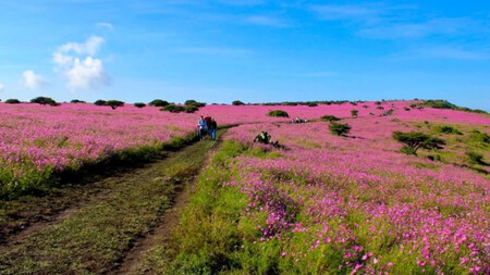 Mesa Ahumada: un paisaje lleno de mirasoles en el Estado de México que debemos respetar para seguir admirando su belleza