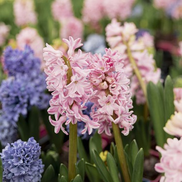 Aldi pone a la venta plantas bulbosas por menos de 3 euros 