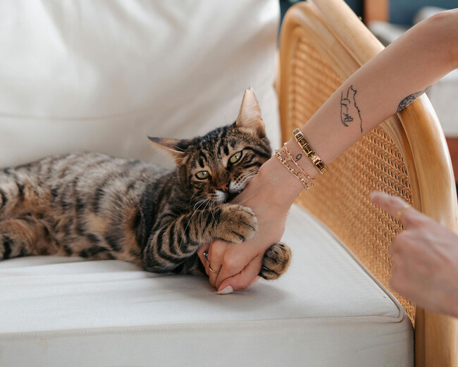 Gato Mordiendo