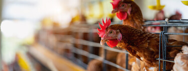 Esto es lo que le importa al consumidor español el bienestar animal, según la OCU 