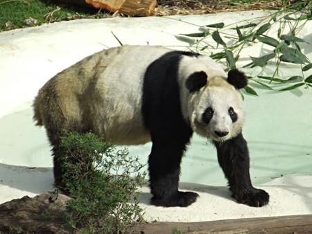 Panda Gigante 1