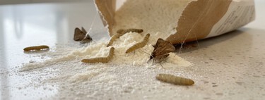 Después de tanta lluvia no quiero que las "polillas de la harina" invadan mi cocina. Qué son y cómo puedes evitarlo