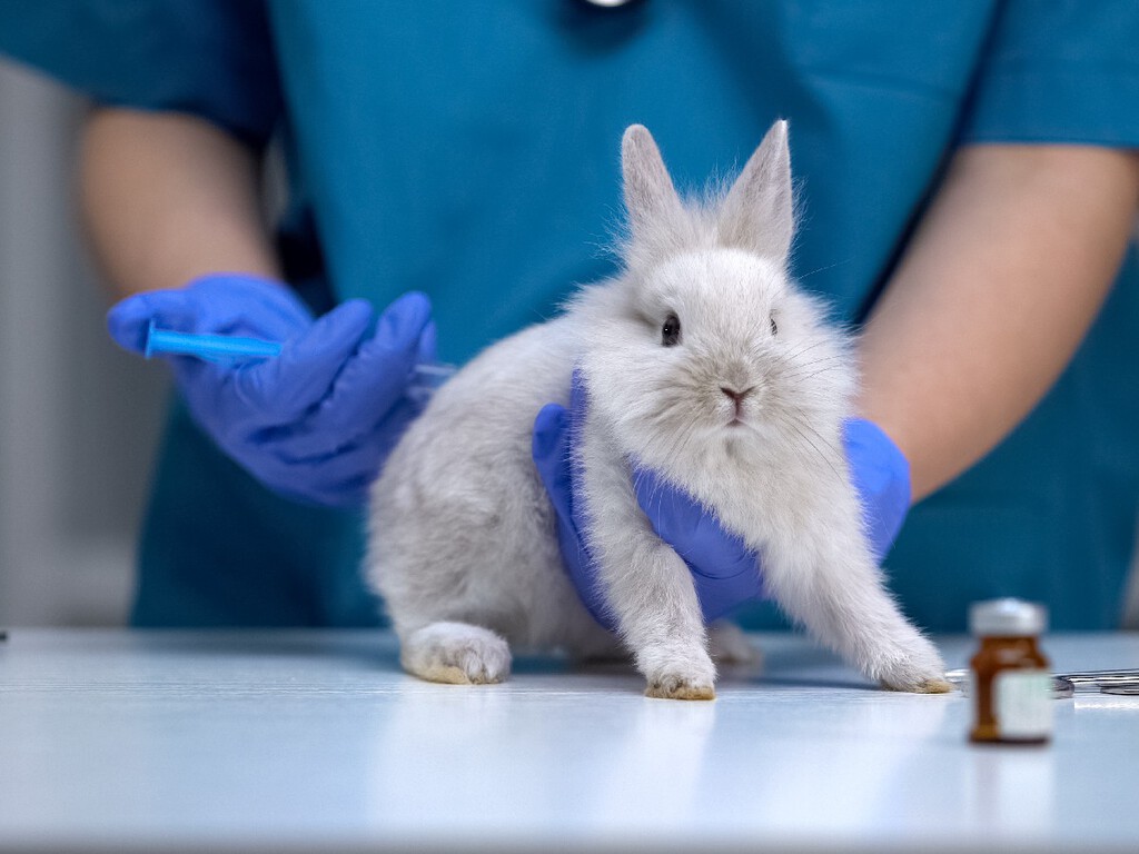Crueldade nunca mais! Câmara dos Deputados aprova PL que proíbe testes cosméticos em animais 