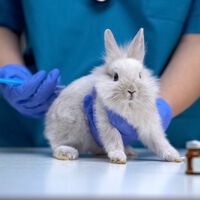 Crueldade nunca mais! Câmara dos Deputados aprova PL que proíbe testes cosméticos em animais 