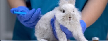 Crueldade nunca mais! Câmara dos Deputados aprova PL que proíbe testes cosméticos em animais 