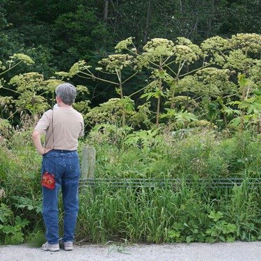 Una gigantesca planta tóxica, prohibida en España, está invadiendo media Alemania: los vecinos piden la vuelta del  glifosato para erradicarla