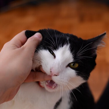 Por qué no debemos usar las manos para jugar con nuestros gatos