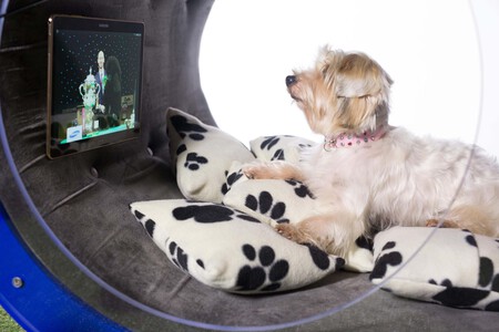 Dream Doghouse