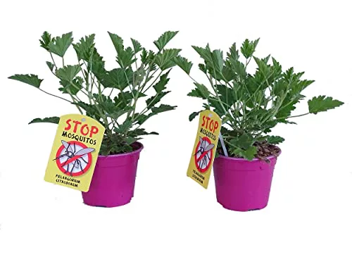 Geranio Antimosquitos - Pack 2 Plantas Naturales - Pelargonium Citrodorum - Geranio Limón o Citronela