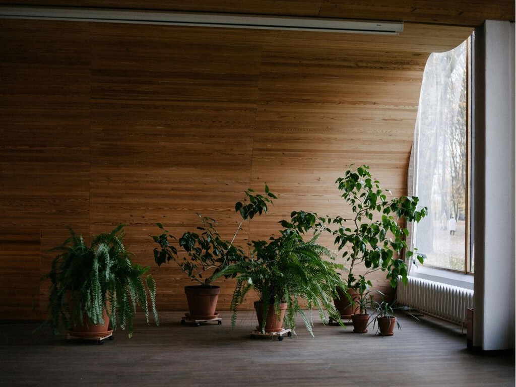 Las cuatro mejores plantas de interior en primavera: no necesitan demasiada agua y se adaptan a pisos pequeños sin luz